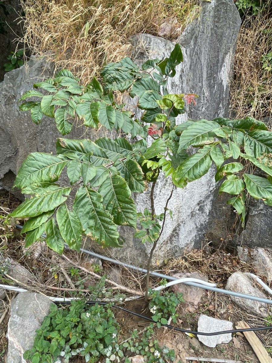 Nhiều loài cây quý, đặc hữu trồng trên đảo Hòn Cỏ, vịnh Hạ Long phát triển tốt.