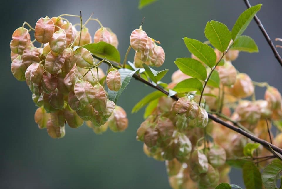 Hoa Bông Mộc - Hoa vùng Di sản