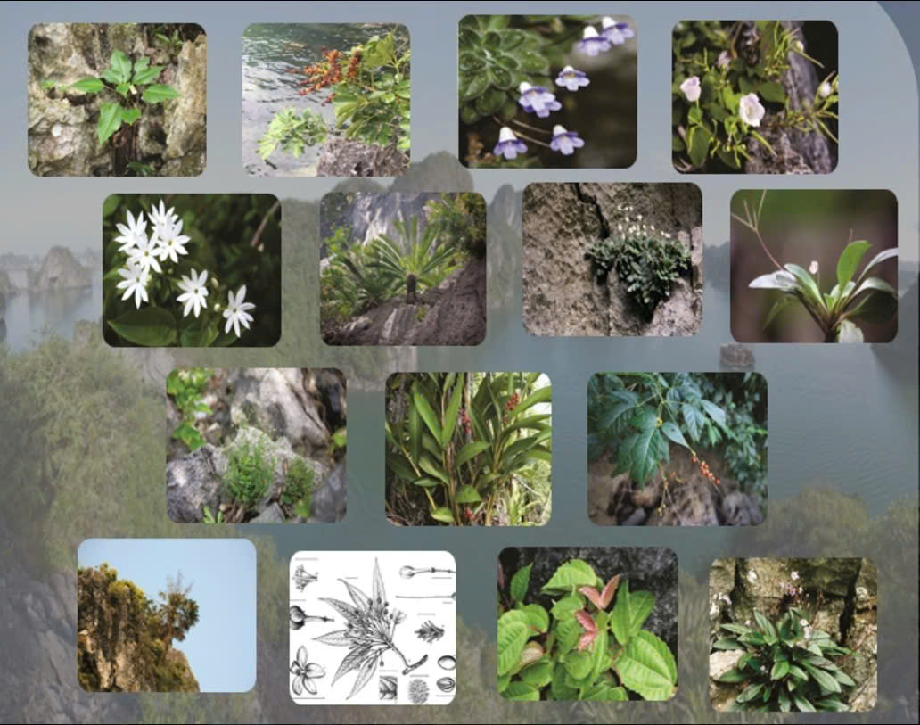 Hạ Long và giá trị đa dạng sinh học