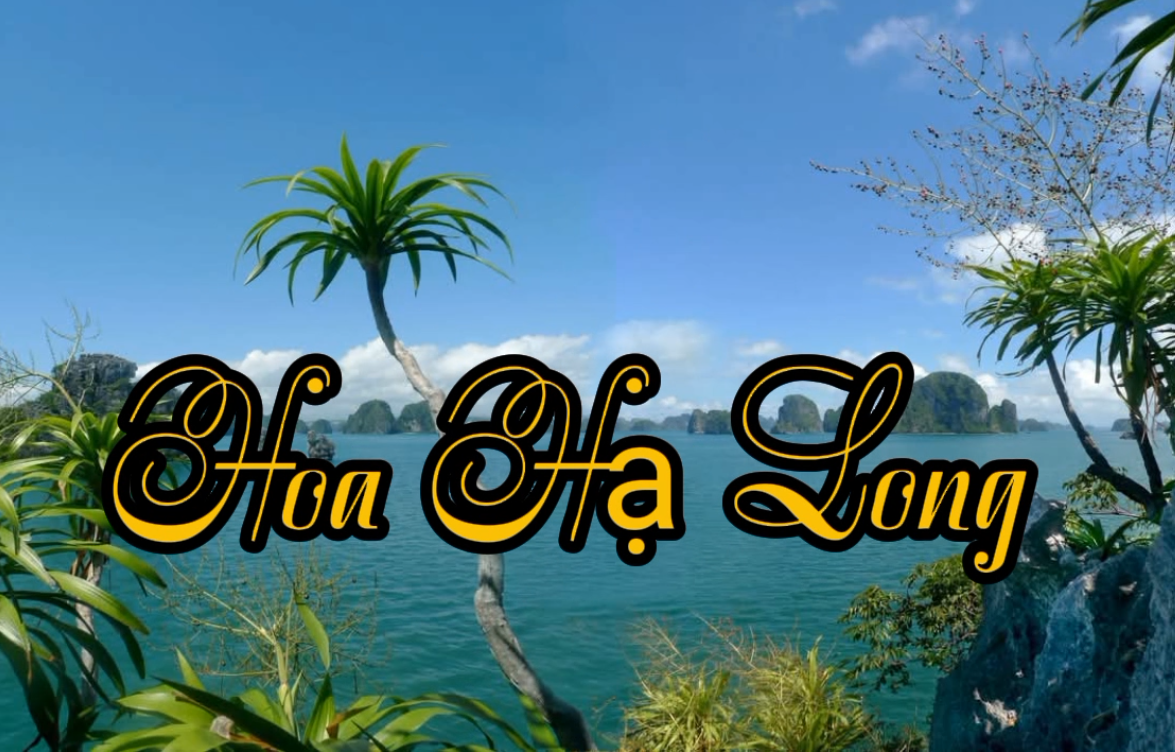 Hoa Hạ Long