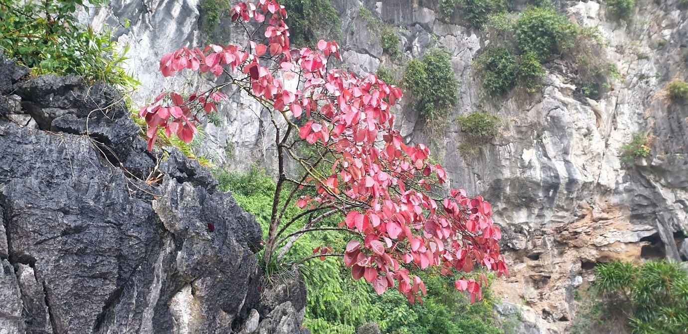 Hạ Long mùa thay lá đỏ