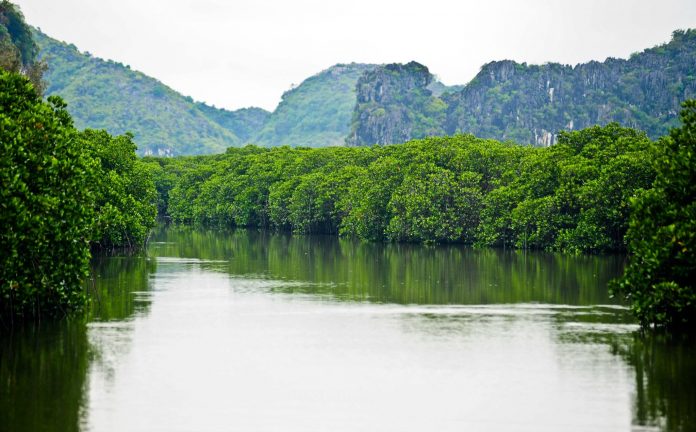 Rừng ngập mặn trên vịnh Hạ Long