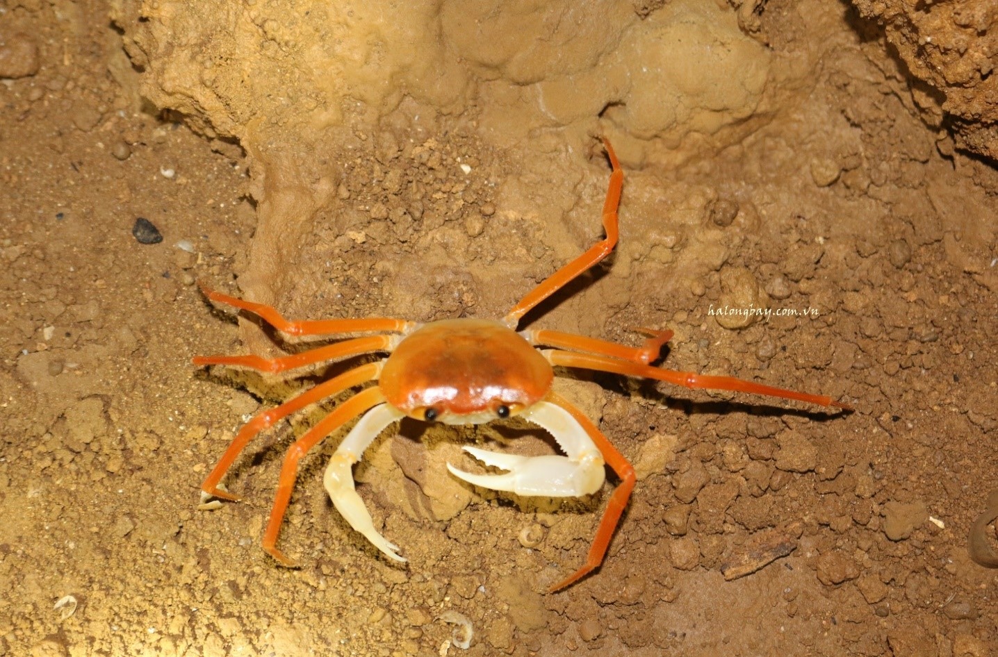 Cua hang – những “ẩn sỹ’ hang động trên vịnh Hạ Long