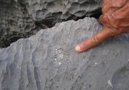 Đến vịnh Hạ Long tìm các hoá thạch - Tại sao không?  