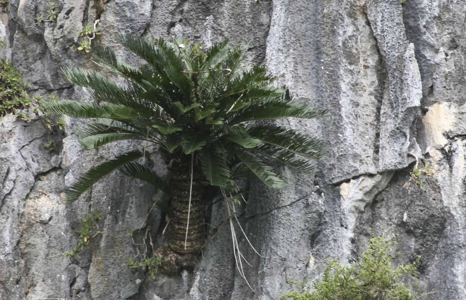 Thực vật đặc hữu sinh tồn trên vách đá Hạ Long