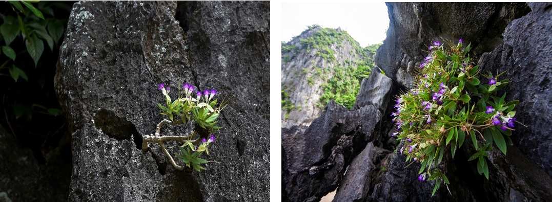 Sức hấp dẫn của một loài hoa tím trên núi đá vôi vịnh Hạ Long