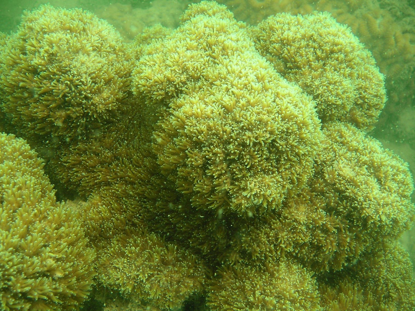 Khảo sát san hô trên vịnh Hạ Long 