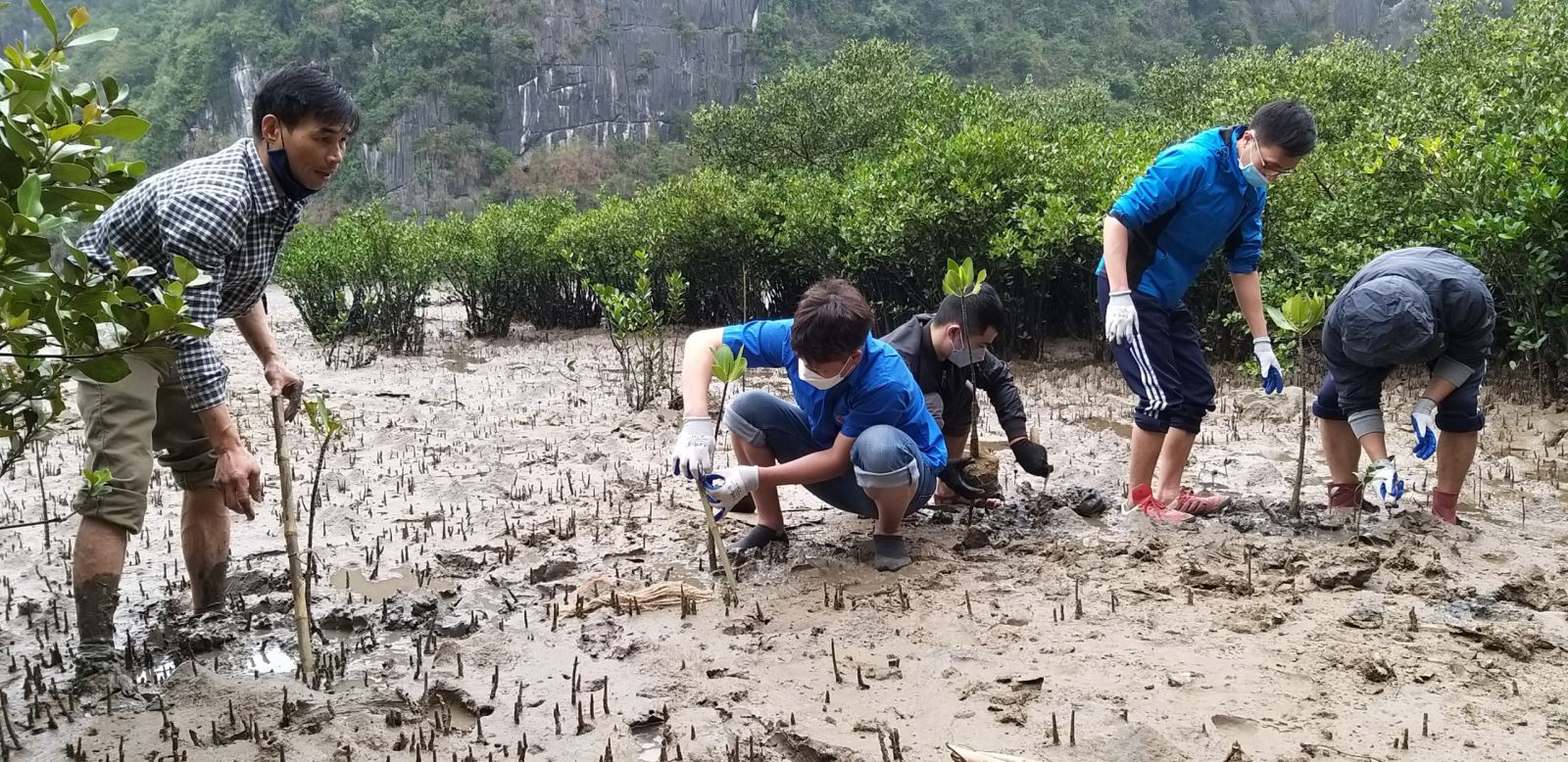 Trồng rừng ngập mặn trên vịnh Hạ Long nhân dịp Tết trồng cây xuân Nhâm Dần 2022